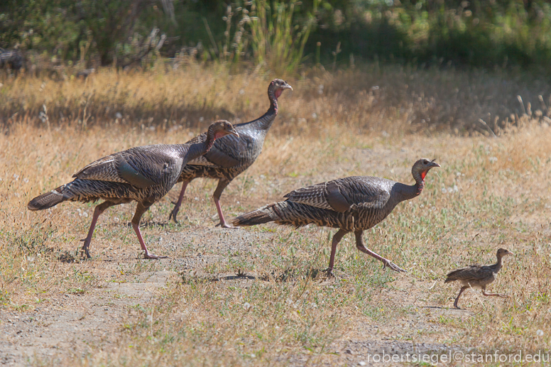 turkey trot